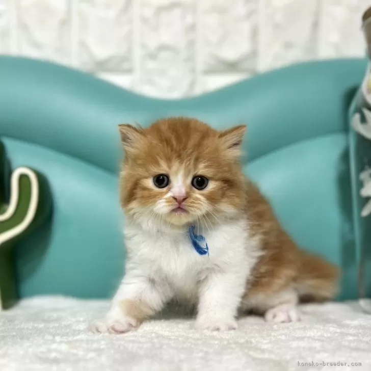 ID:2401-02185の子猫