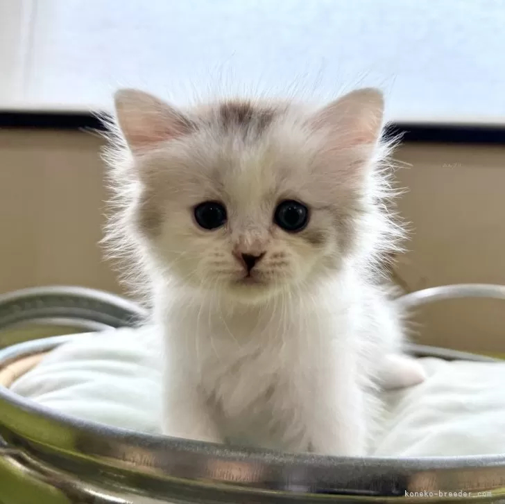 ID:2407-01634の子猫