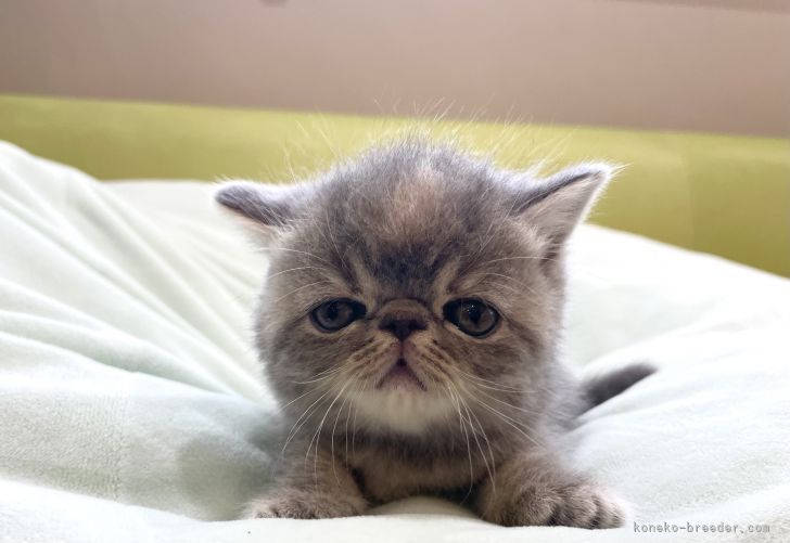 エキゾチックショートヘア 岐阜県 女の子 21年6月10日 ブルークリームタビー かわいい みんなの子猫ブリーダー 子猫id 2106