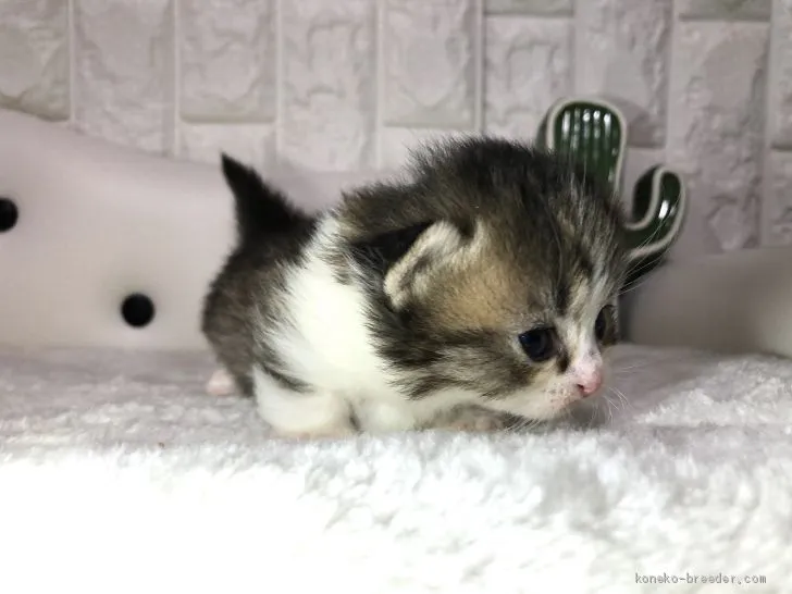 ID：2002-01050の子猫