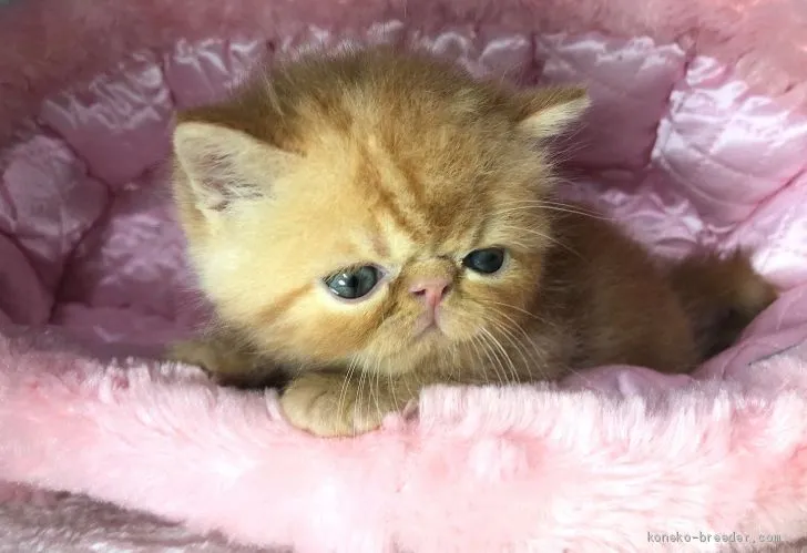 ID:2008-00499の子猫