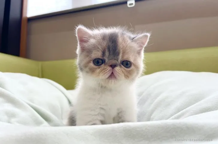 ID：2106-02632の子猫