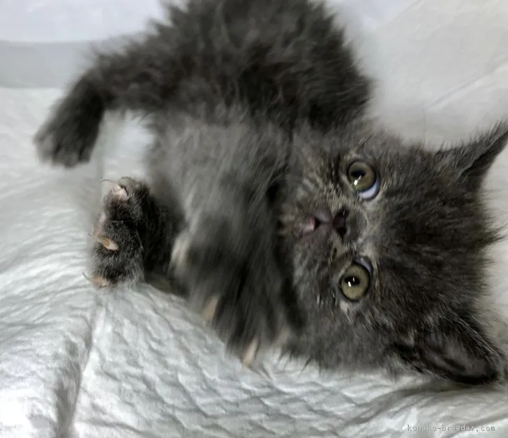 ヒョードルママ 様のお迎えした子猫