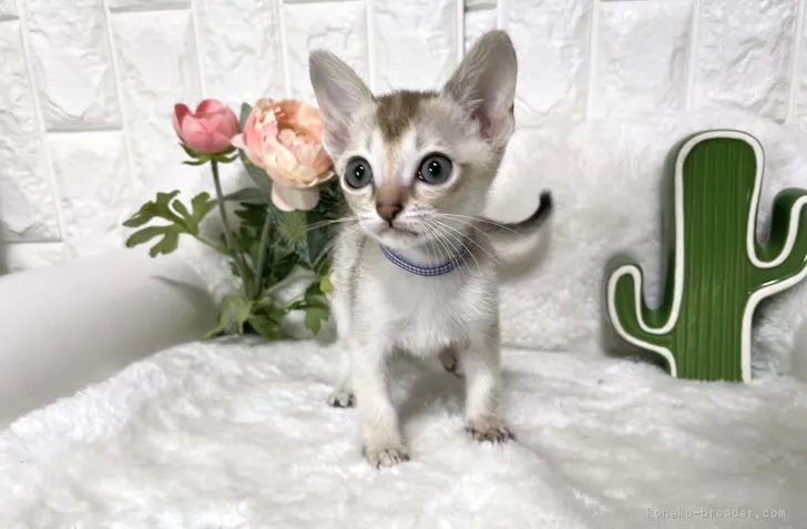 ID:2103-01942の子猫