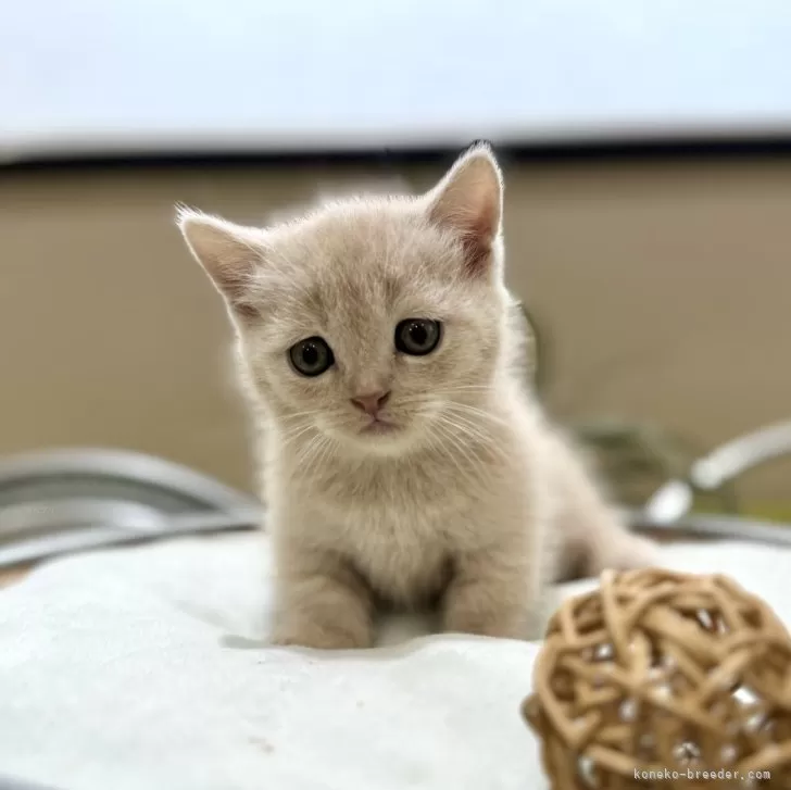 ID:2406-00862の子猫