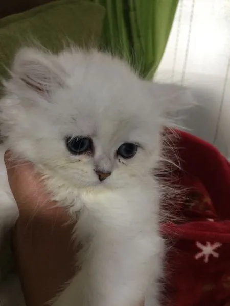 ID:1505-00107の子猫
