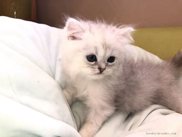 ID:2006-00440の子猫