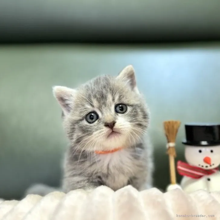 ID：2311-01822の子猫