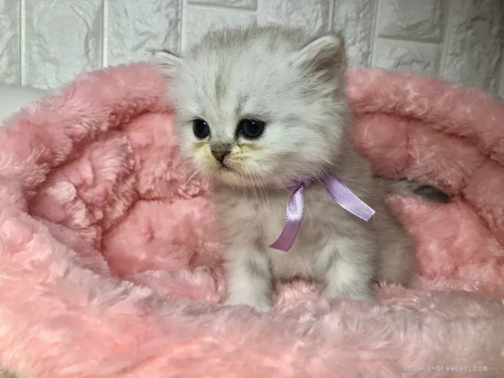 ID：1911-00504の子猫