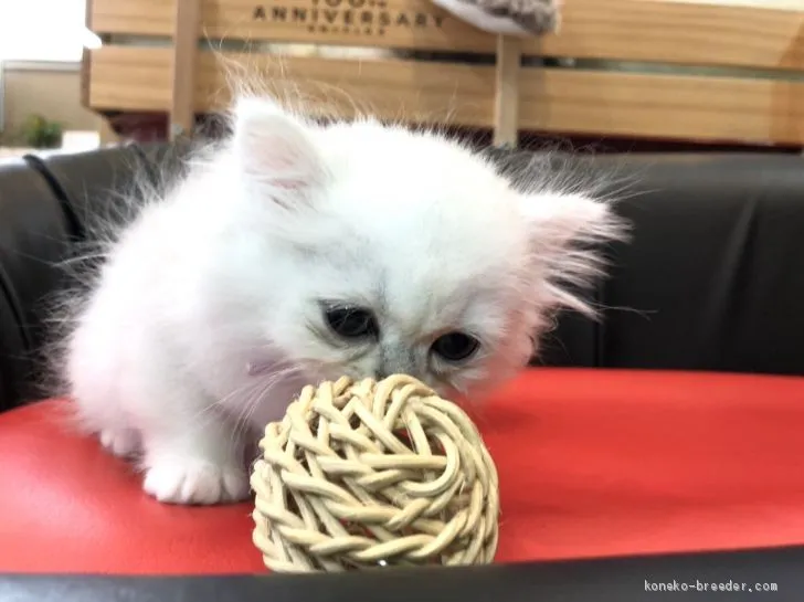 ID：2008-02167の子猫