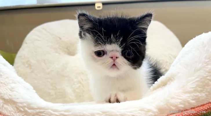 ID：2105-00374の子猫