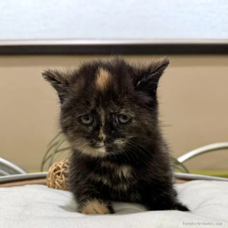 ID：2406-00870の子猫