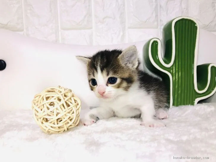 ID:2002-01048の子猫