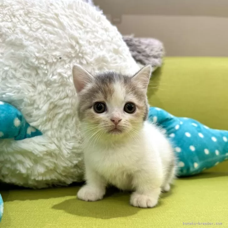 ID：2404-02377の子猫