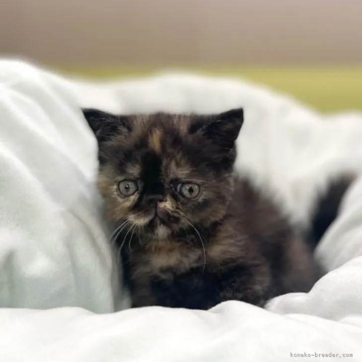ID：2207-03003の子猫