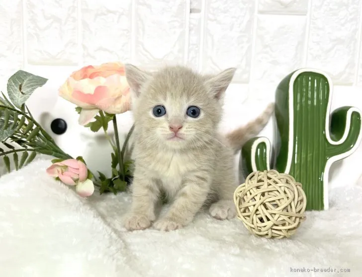 ID:2102-00307の子猫