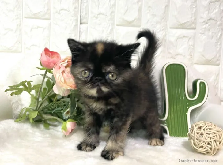 ID：2104-00706の子猫