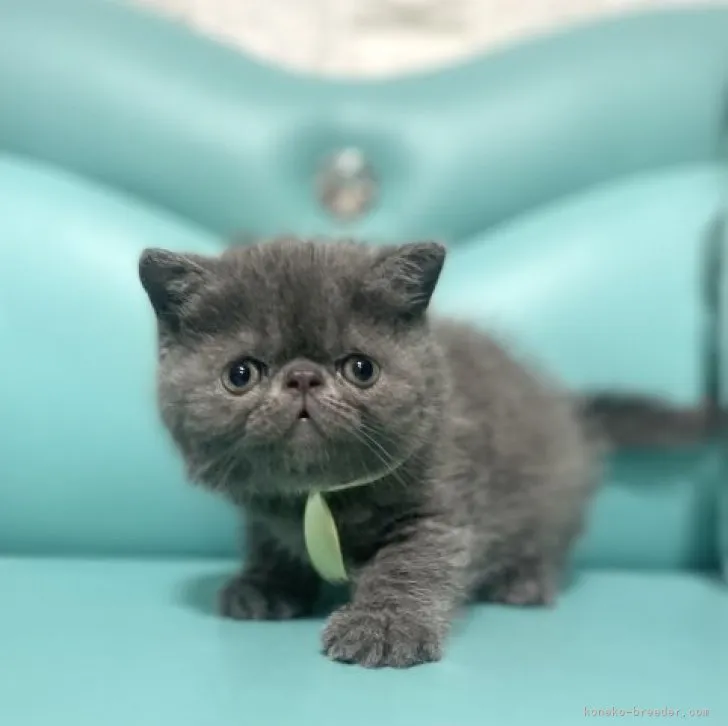 ID：2303-01071の子猫