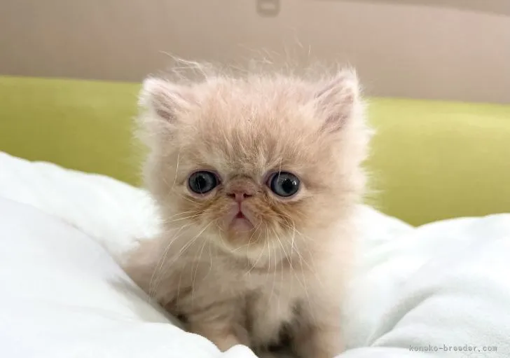 ID:2110-02382の子猫