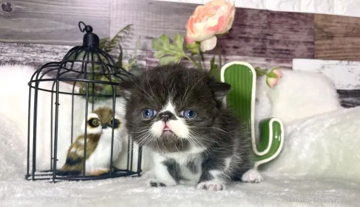 ID：2109-00855の子猫