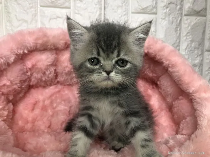 ID：1903-00526の子猫