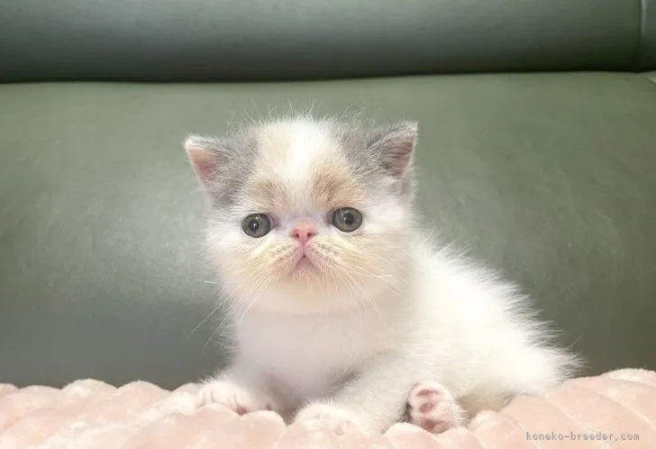 ID:2109-00352の子猫