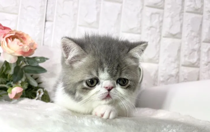 ID：2103-01883の子猫