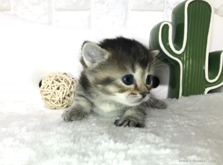 ID：2002-01049の子猫