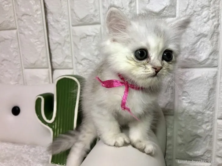 ID：1908-00815の子猫