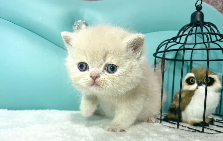 ID：2202-00711の子猫