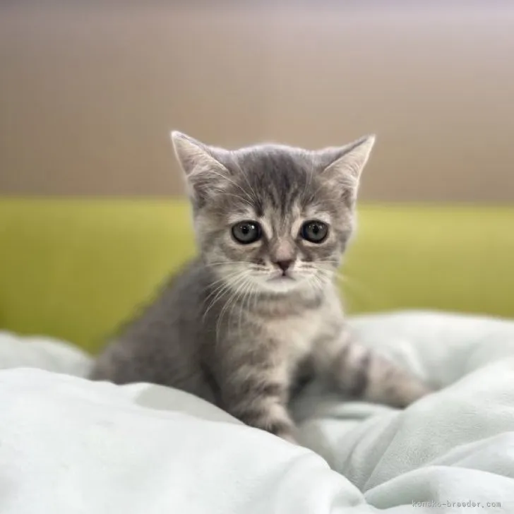 ID:2307-02969の子猫