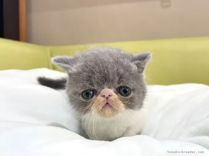 ID：2110-02381の子猫