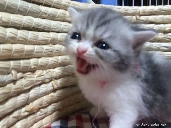 圭太 様のお迎えした子猫