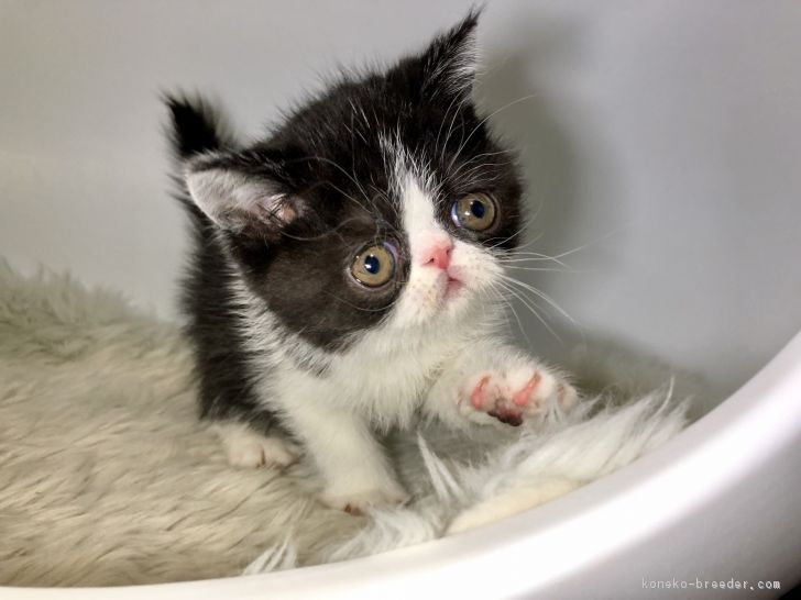 ID:1802-00532の子猫
