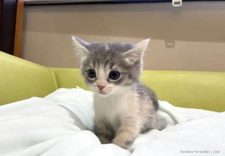 ID:2110-00249の子猫