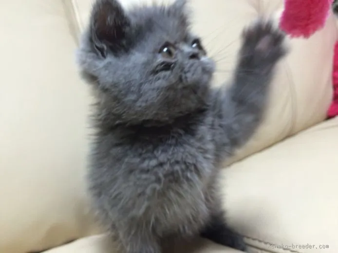 みずきのママ 様のお迎えした子猫