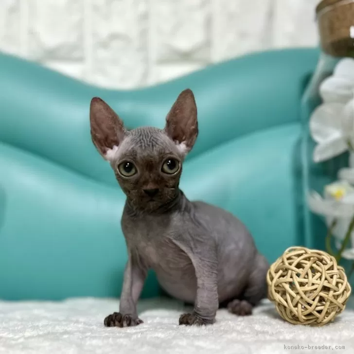 ID：2403-01032の子猫