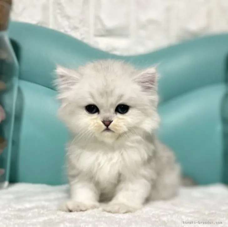 Fuku ba-ba 様のお迎えした子猫