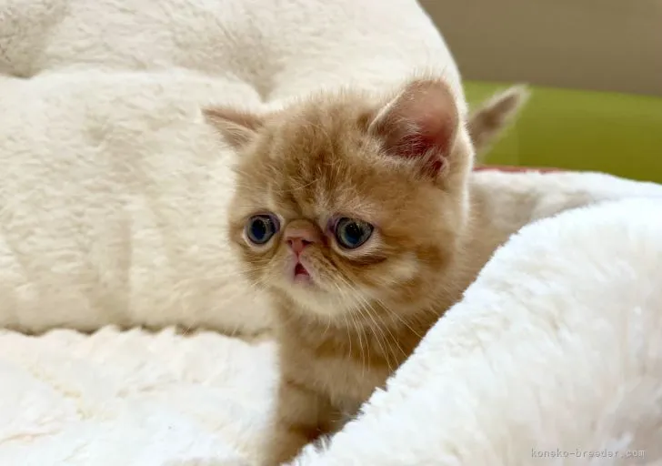 ID:2105-00373の子猫