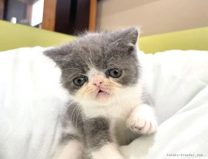 ID：2111-00875の子猫