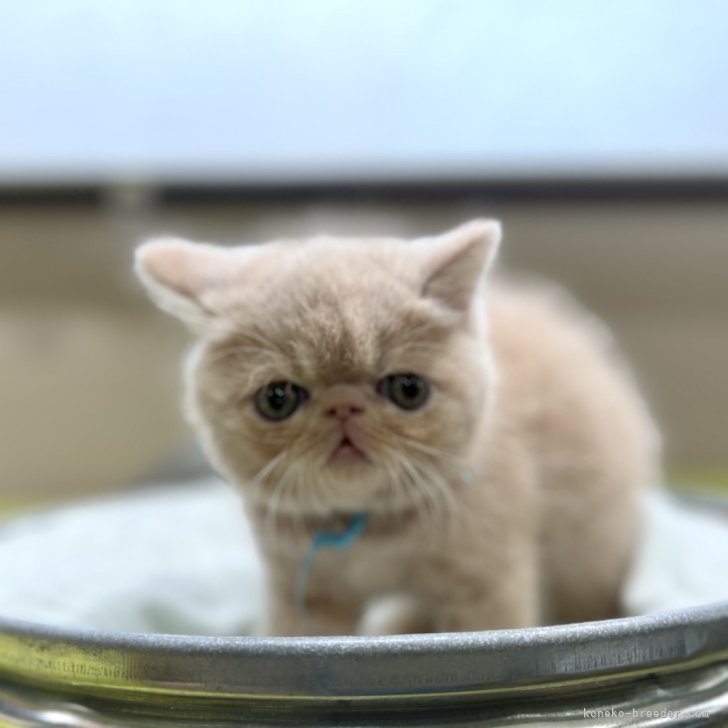 人気の猫ちゃん、エキゾチックショートヘア。 | 銀座・吉祥寺