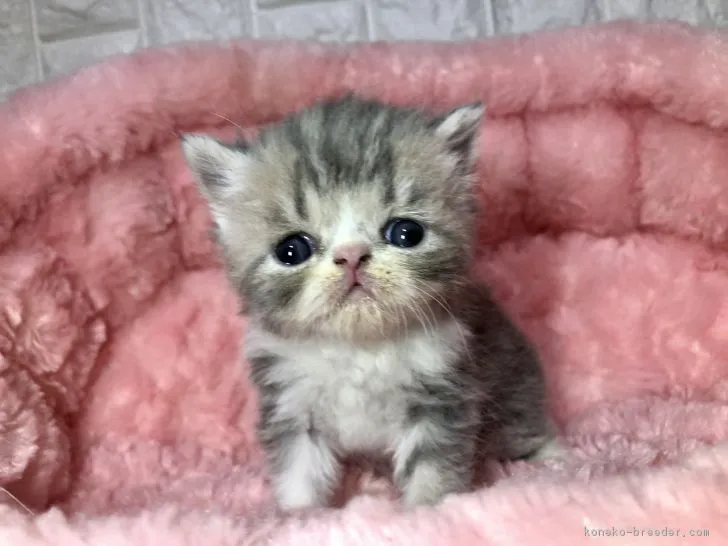 ID：1902-01251の子猫