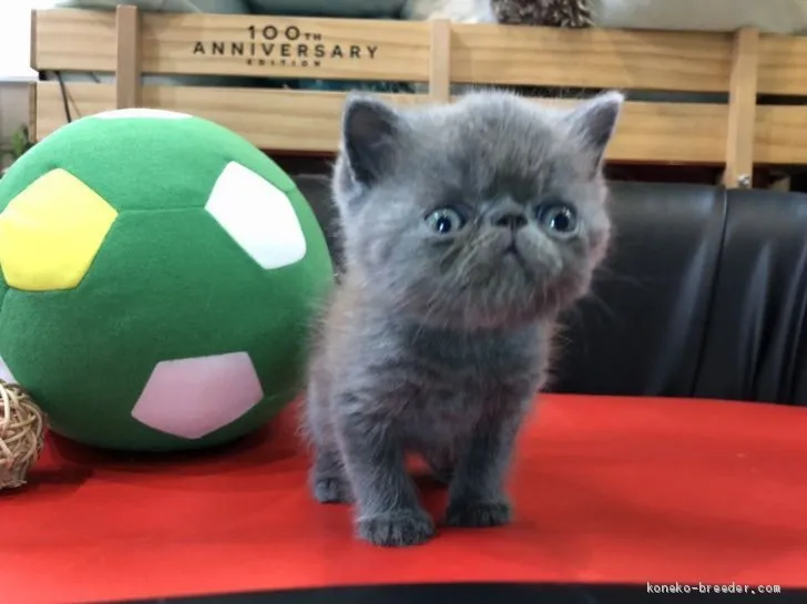 ID:1910-01686の子猫