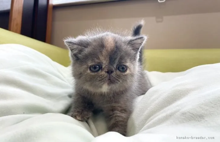 ID:2106-02522の子猫