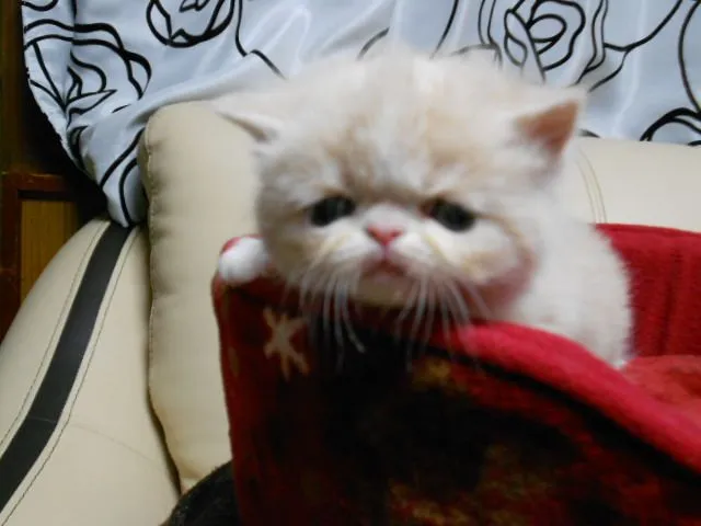 ID：1502-00073の子猫