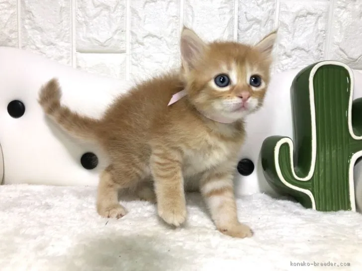 ID:2008-01091の子猫