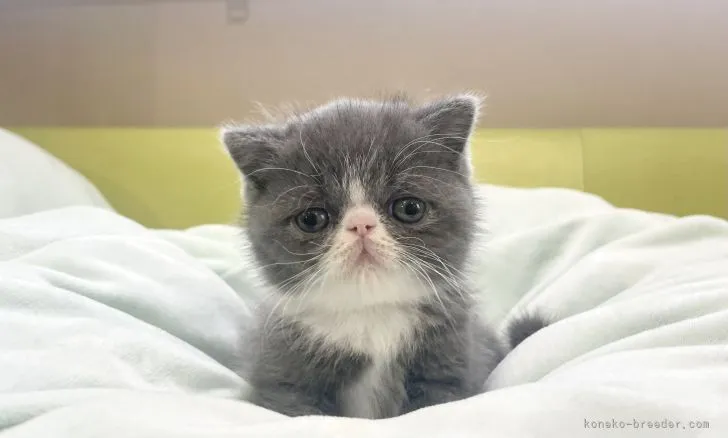 ID：2202-00852の子猫