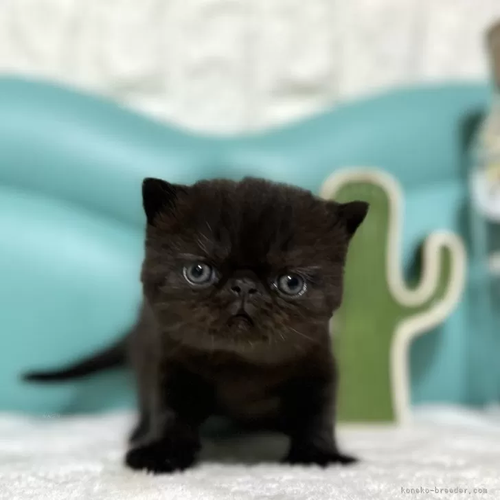 A.Ｉ 様のお迎えした子猫