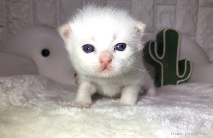 ID:2004-01139の子猫