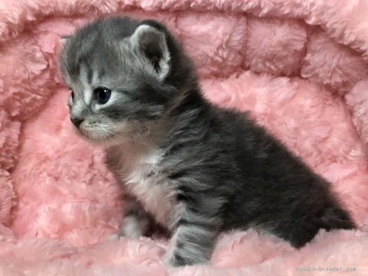 みこる 様のお迎えした子猫